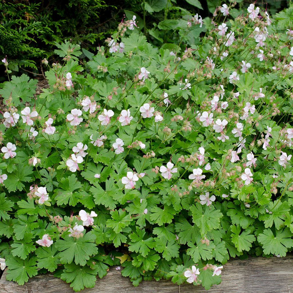 Geranium cantabrigiense Biokovo - Ooievaarsbek