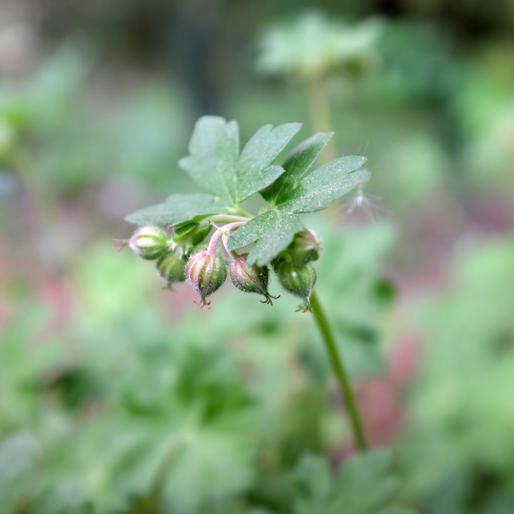Geranium cantabrigiense St Ola - Ooievaarsbek