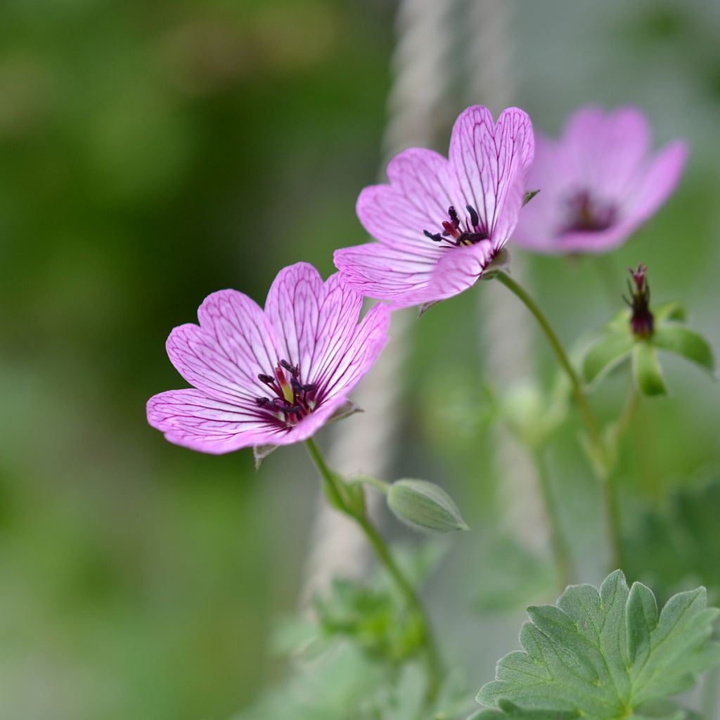 Geranium cinereum Ballerina - Ooievaarsbek