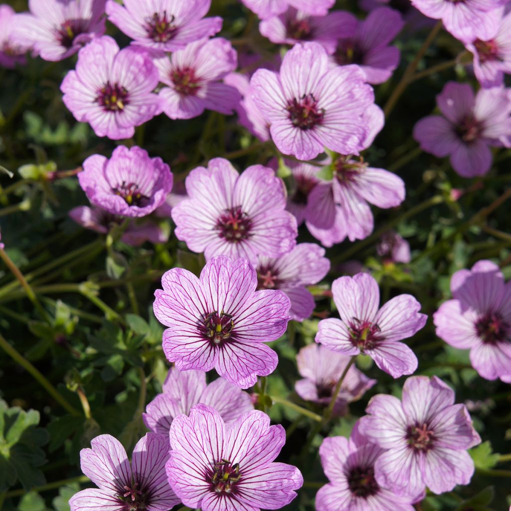 Geranium cinereum Ballerina - Ooievaarsbek