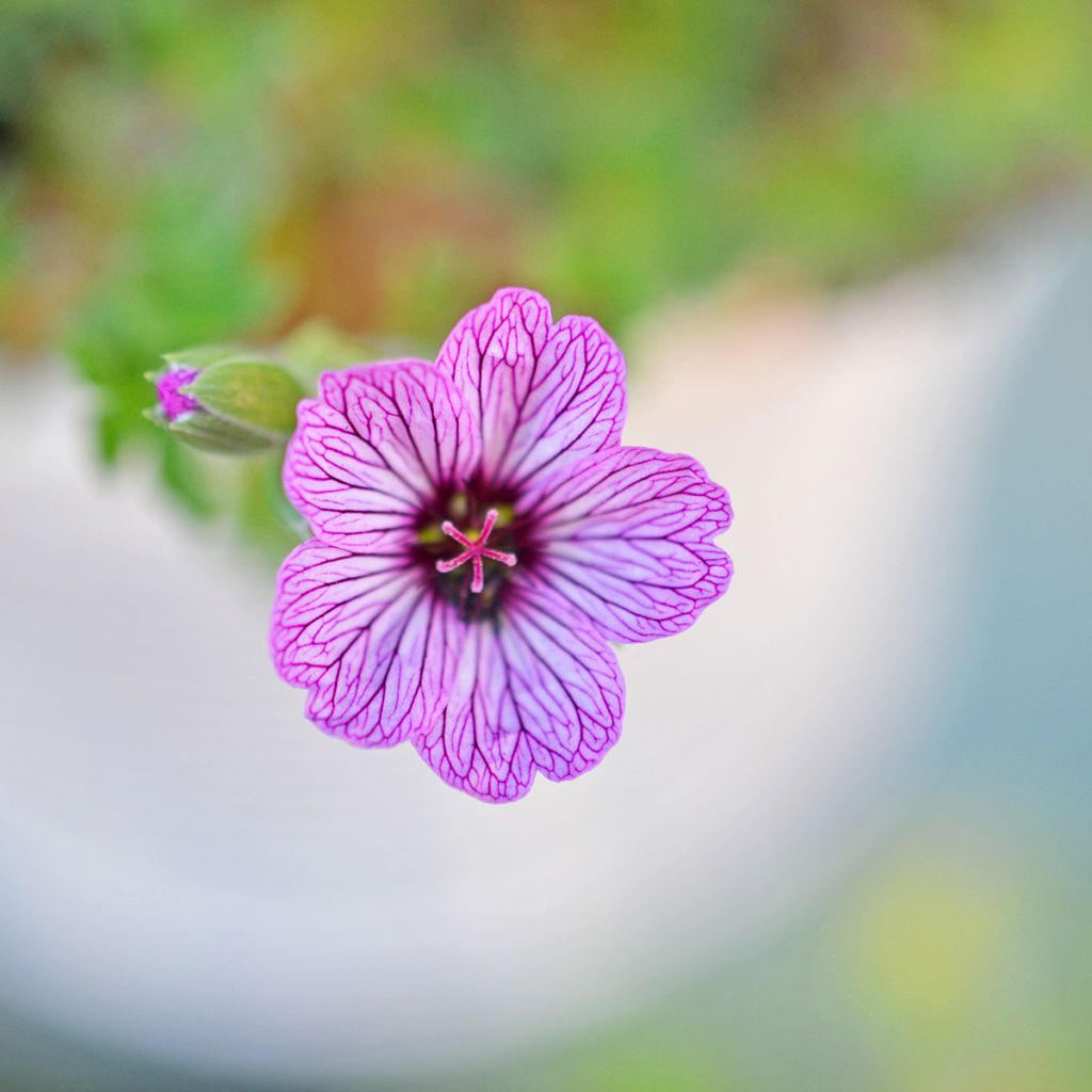 Geranium cinereum Ballerina - Ooievaarsbek