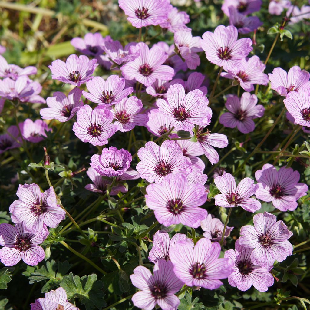 Geranium cinereum Ballerina - Ooievaarsbek