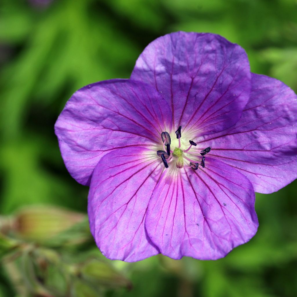 Geranium clarkei Kashmir Purple - Ooievaarsbek
