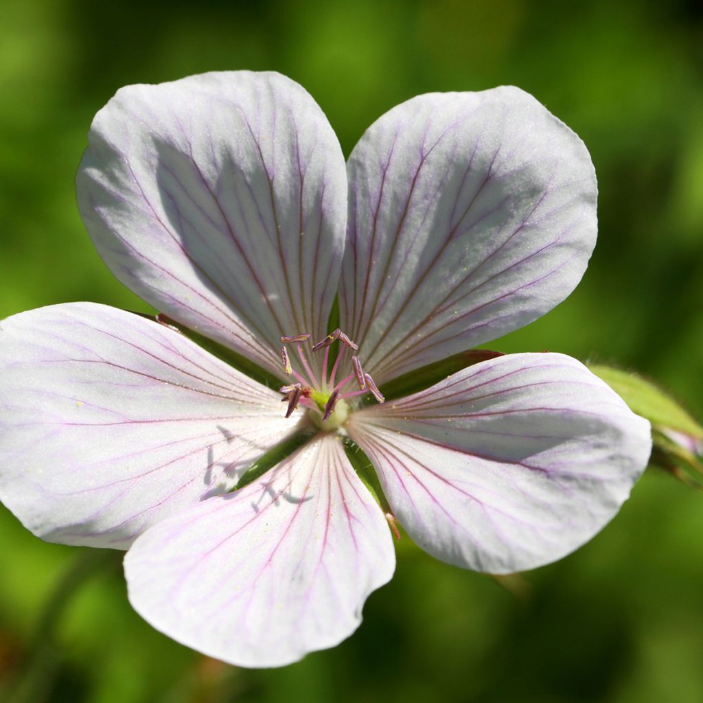 Geranium clarkei Kashmir White - Ooievaarsbek