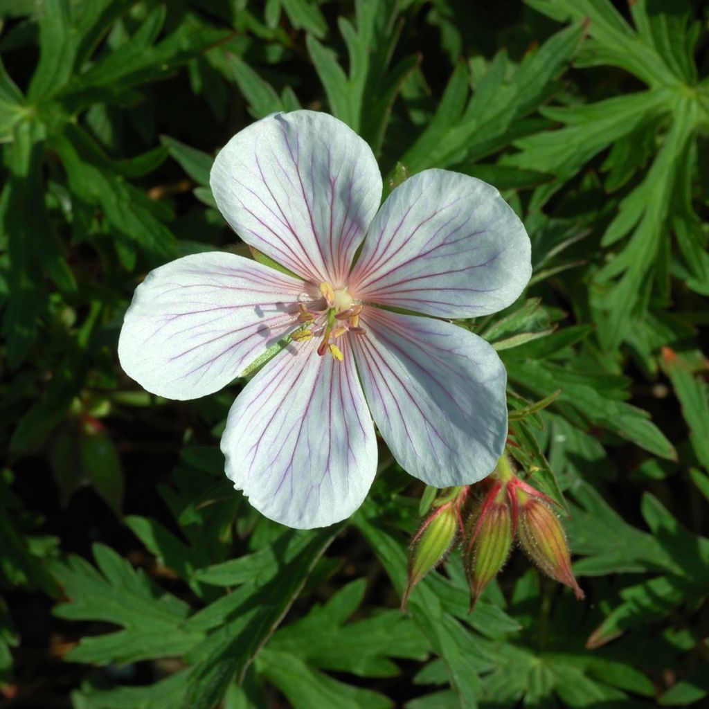 Geranium clarkei Kashmir White - Ooievaarsbek
