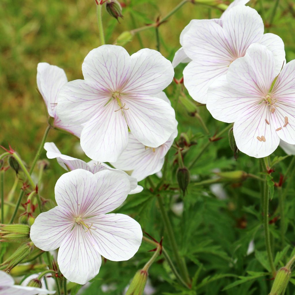 Geranium clarkei Kashmir White - Ooievaarsbek
