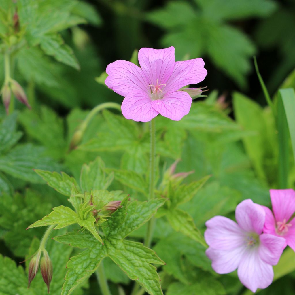 Geranium endressii Wargrave Pink - Ooievaarsbek