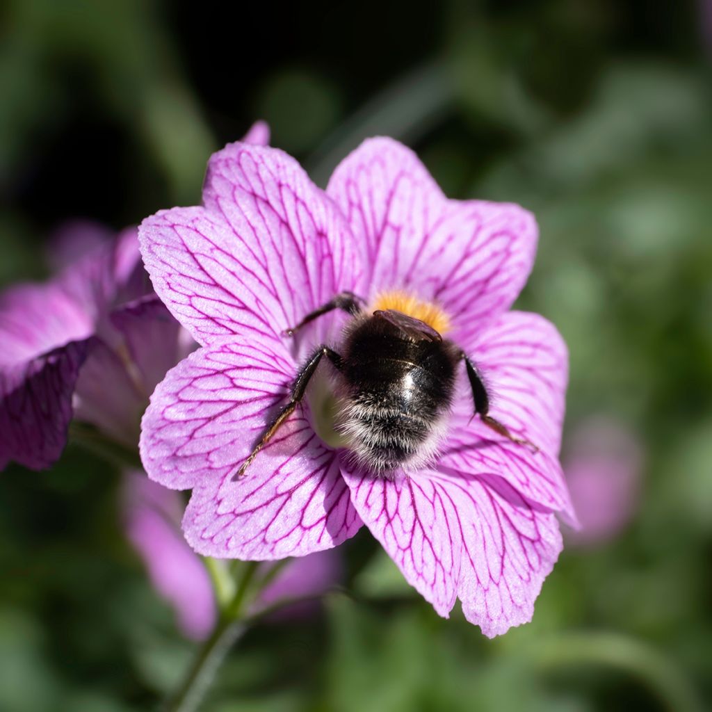 Geranium endressii Wargrave Pink - Ooievaarsbek