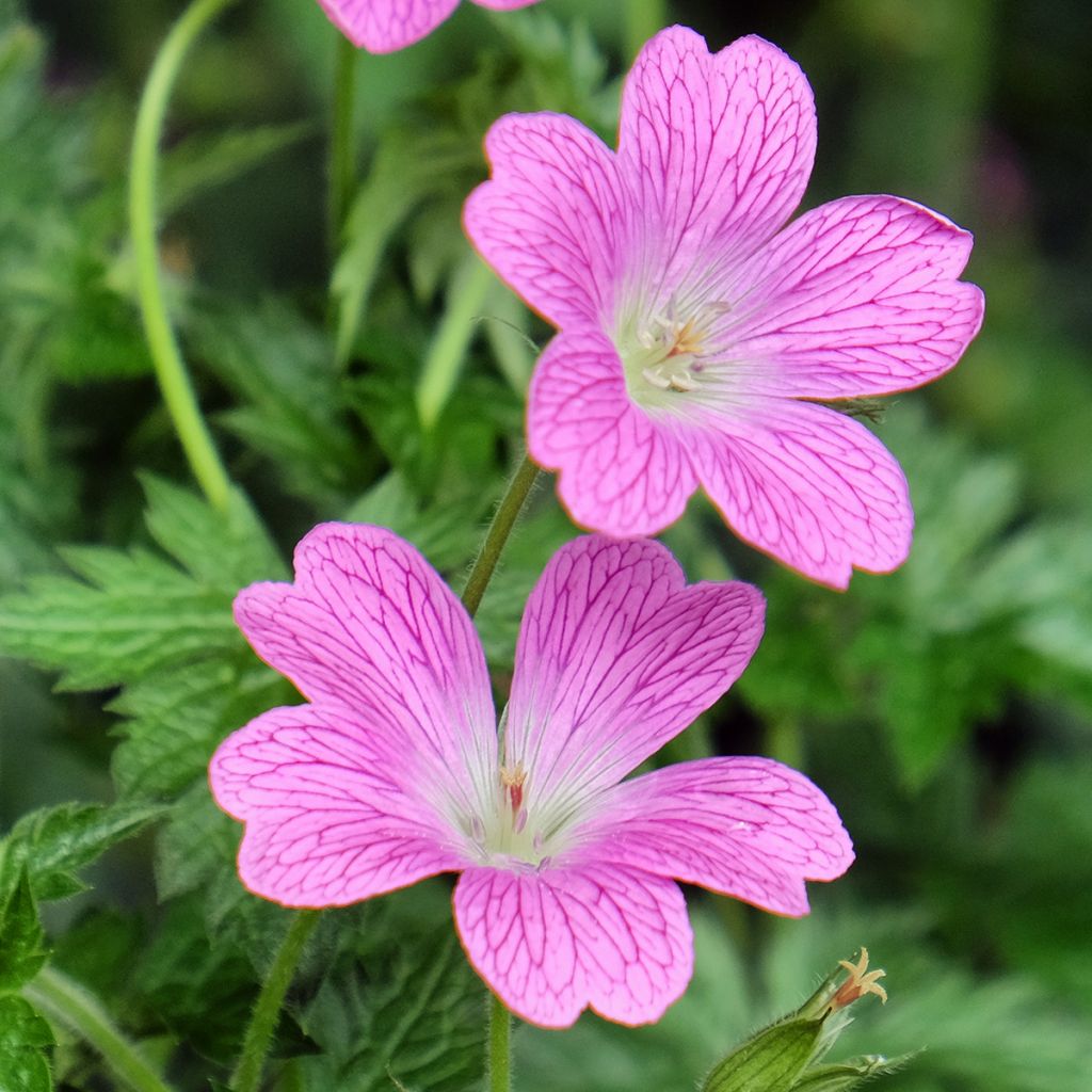 Geranium endressii Wargrave Pink - Ooievaarsbek