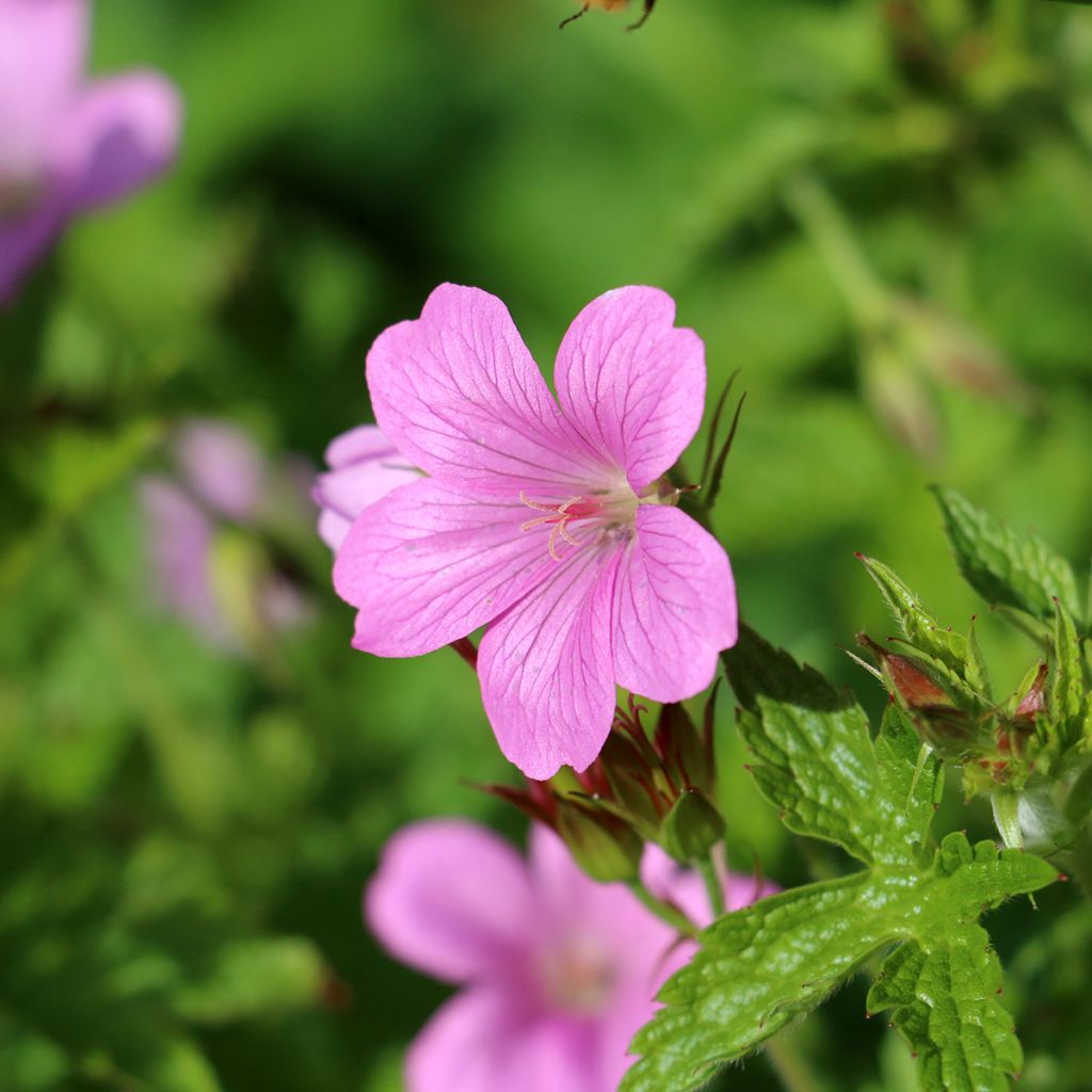 Geranium endressii Wargrave Pink - Ooievaarsbek