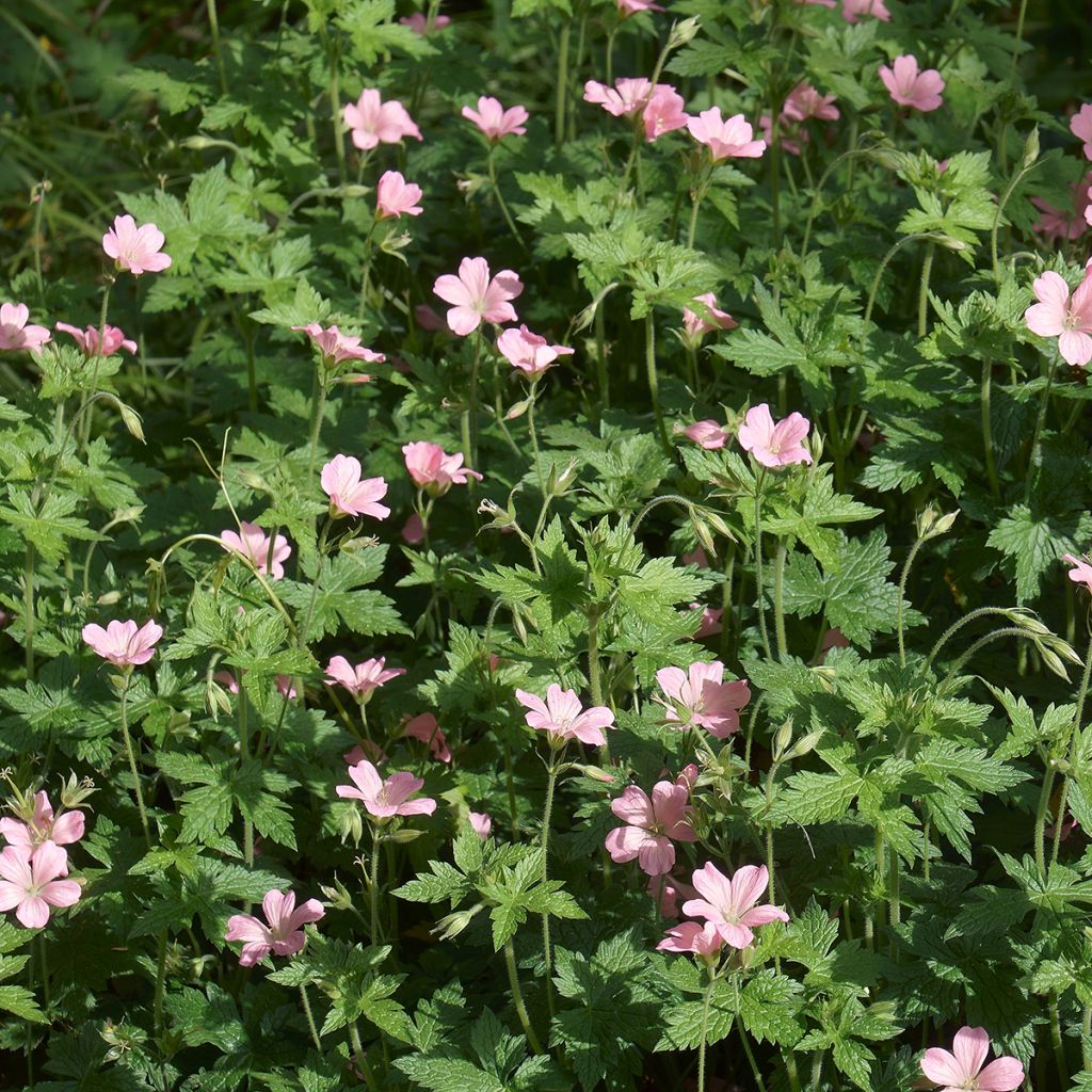 Geranium endressii - Ooievaarsbek