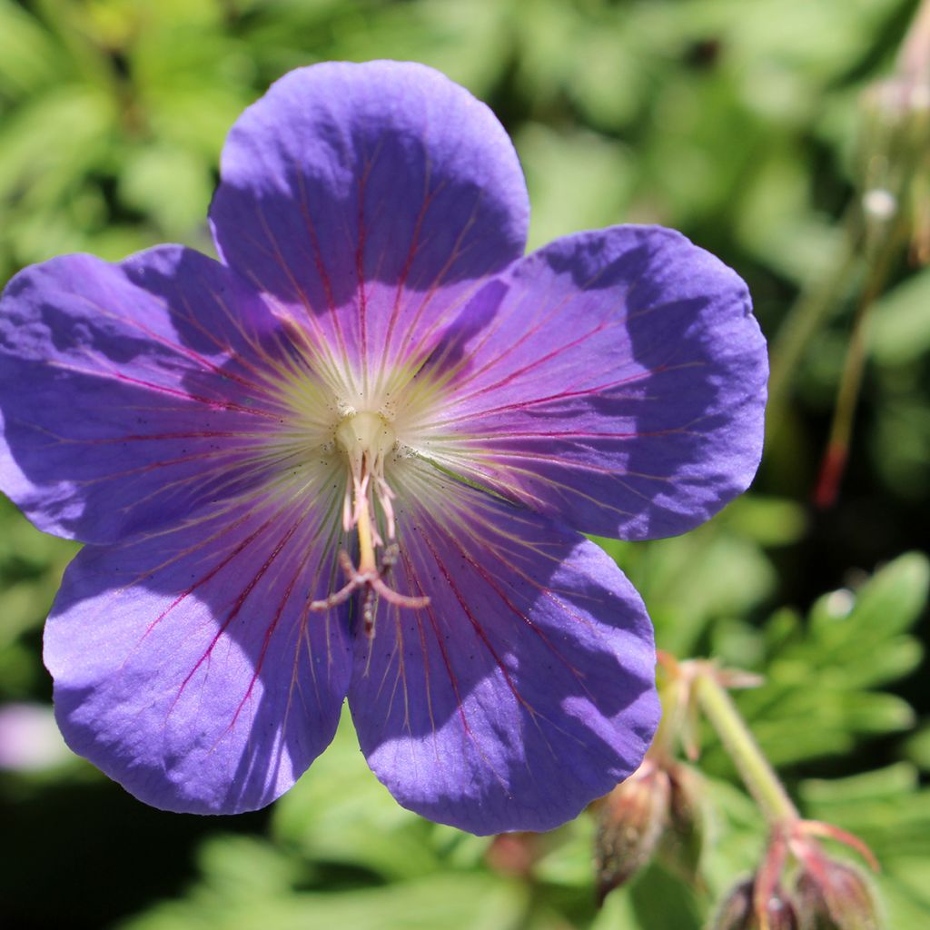 Geranium himalayense Gravetye - Ooievaarsbek