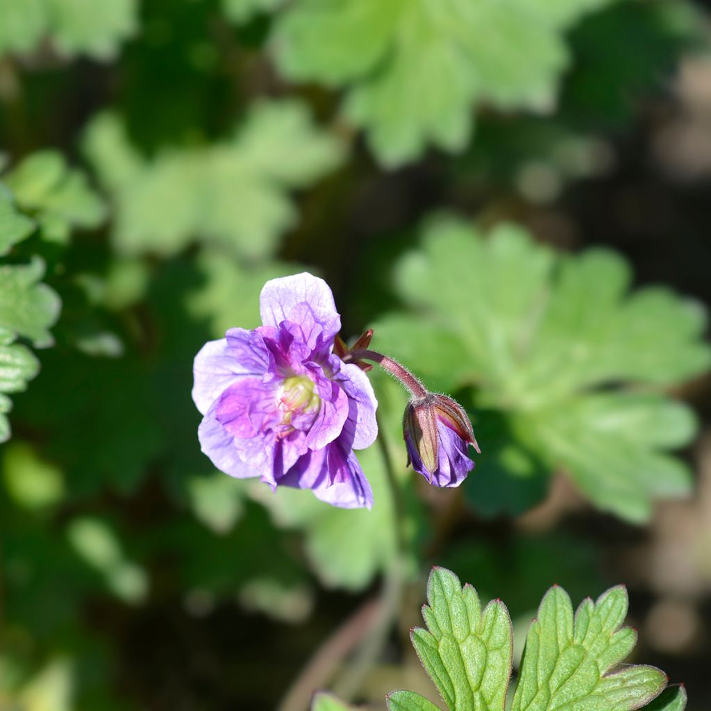 Geranium himalayense Plenum - Ooievaarsbek