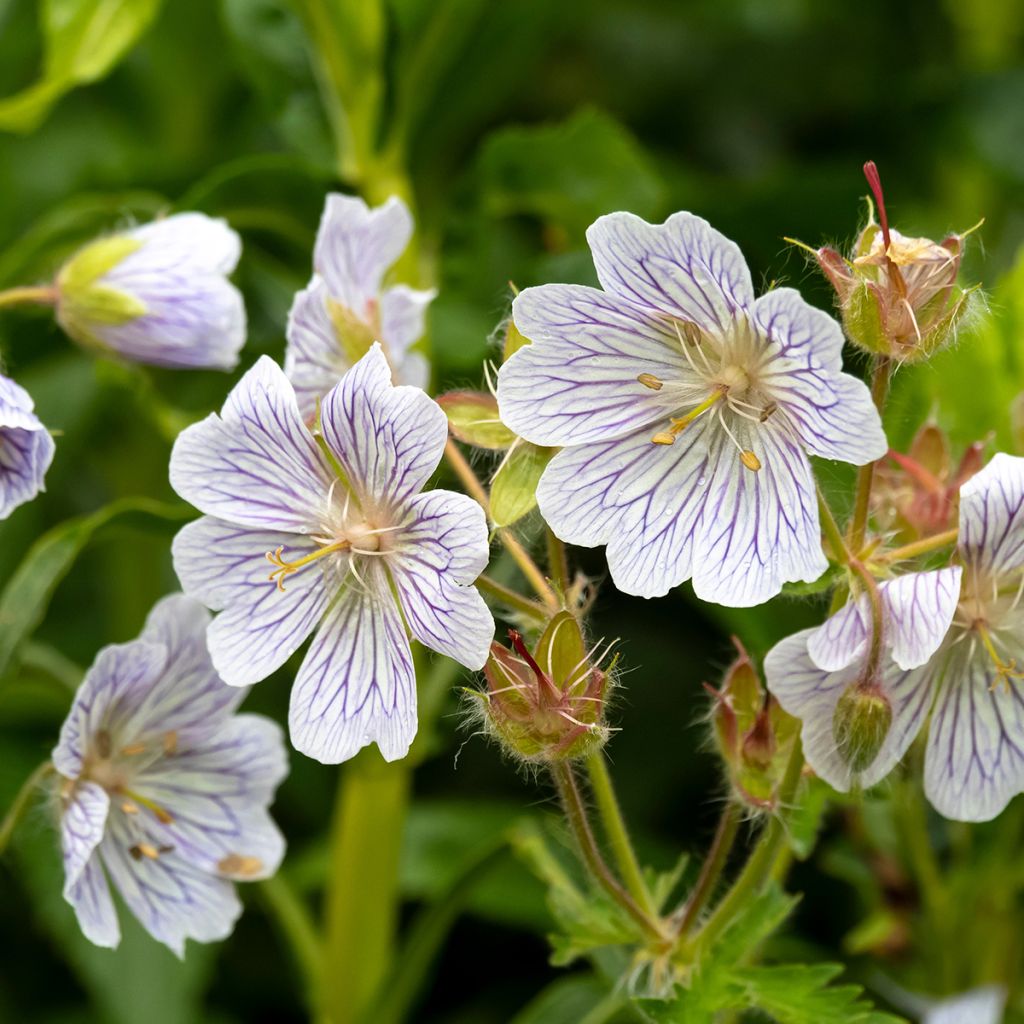 Geranium ibericum White Zigana - Ooievaarsbek