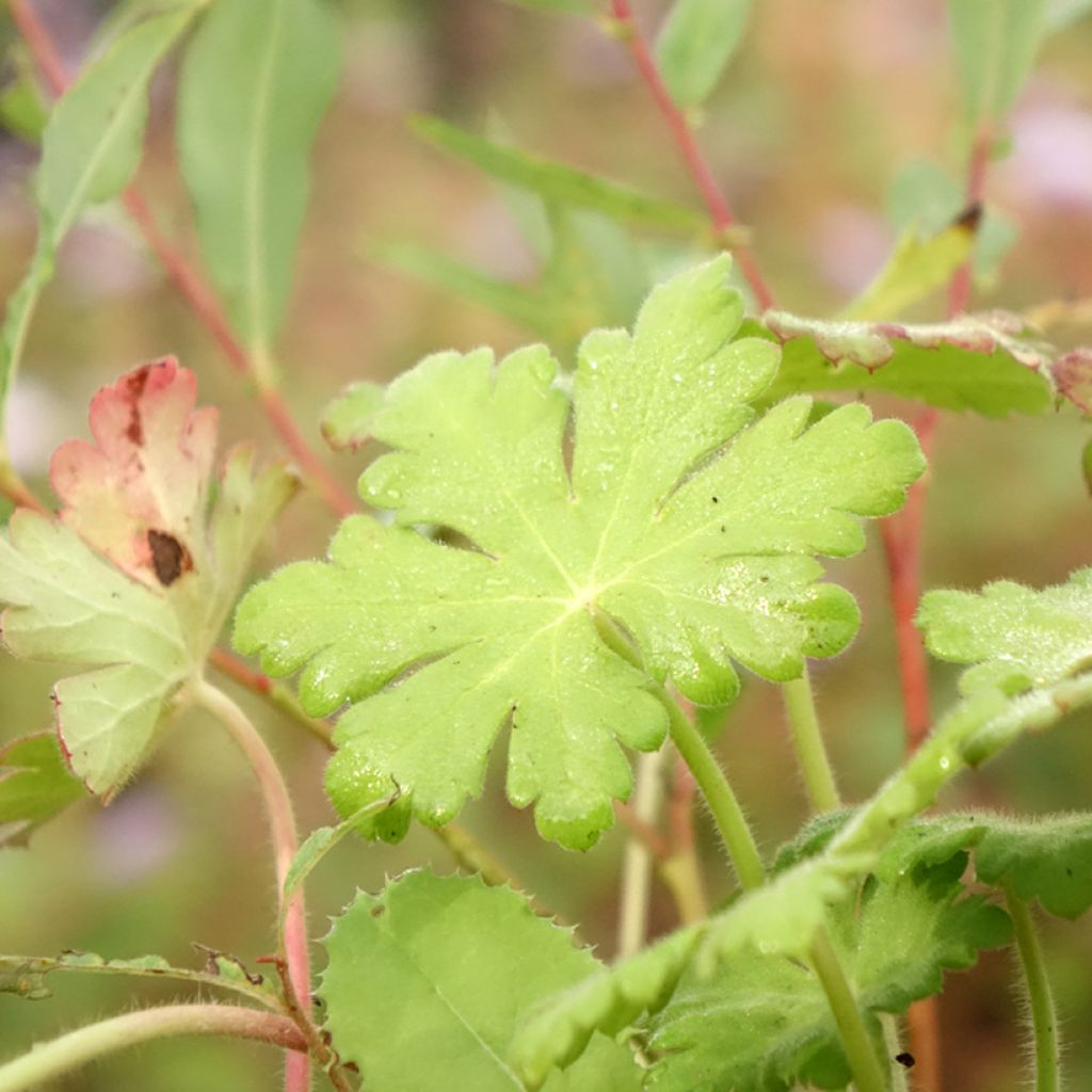 Geranium macrorrhizum Ingwersens Variety - Rotsooievaarsbek