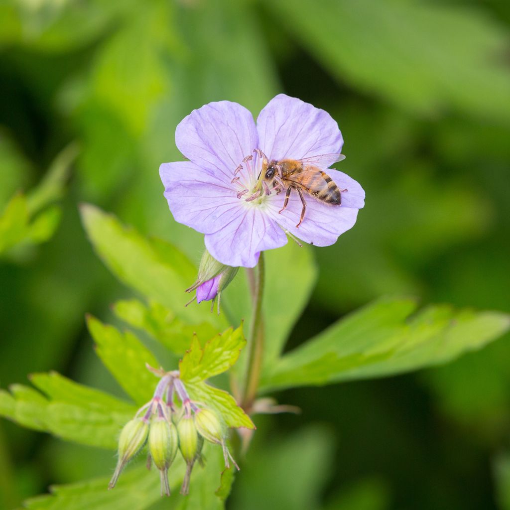 Geranium maculatum - Gevlekte ooievaarsbek