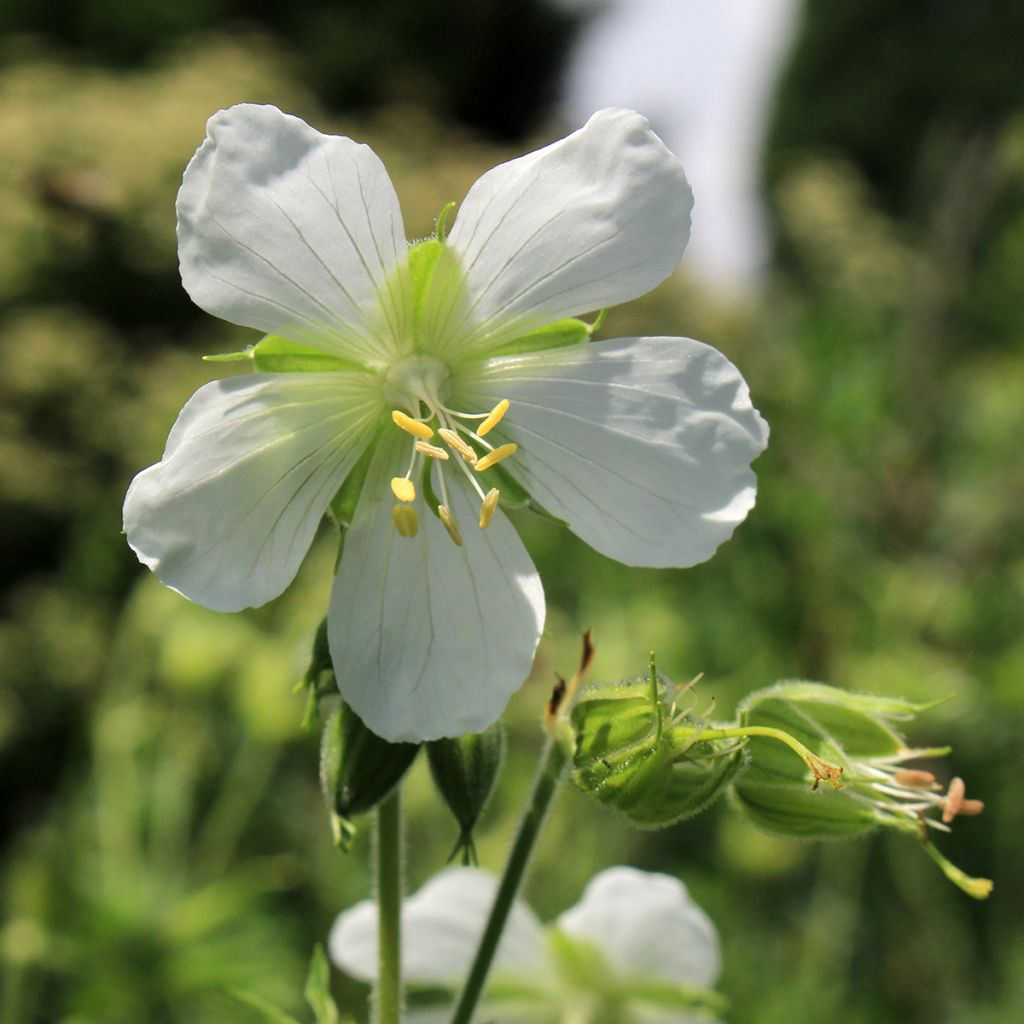 Geranium maculatum var. album - Gevlekte ooievaarsbek