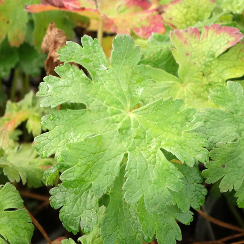 Geranium magnificum Blue Blood - Ooievaarsbek