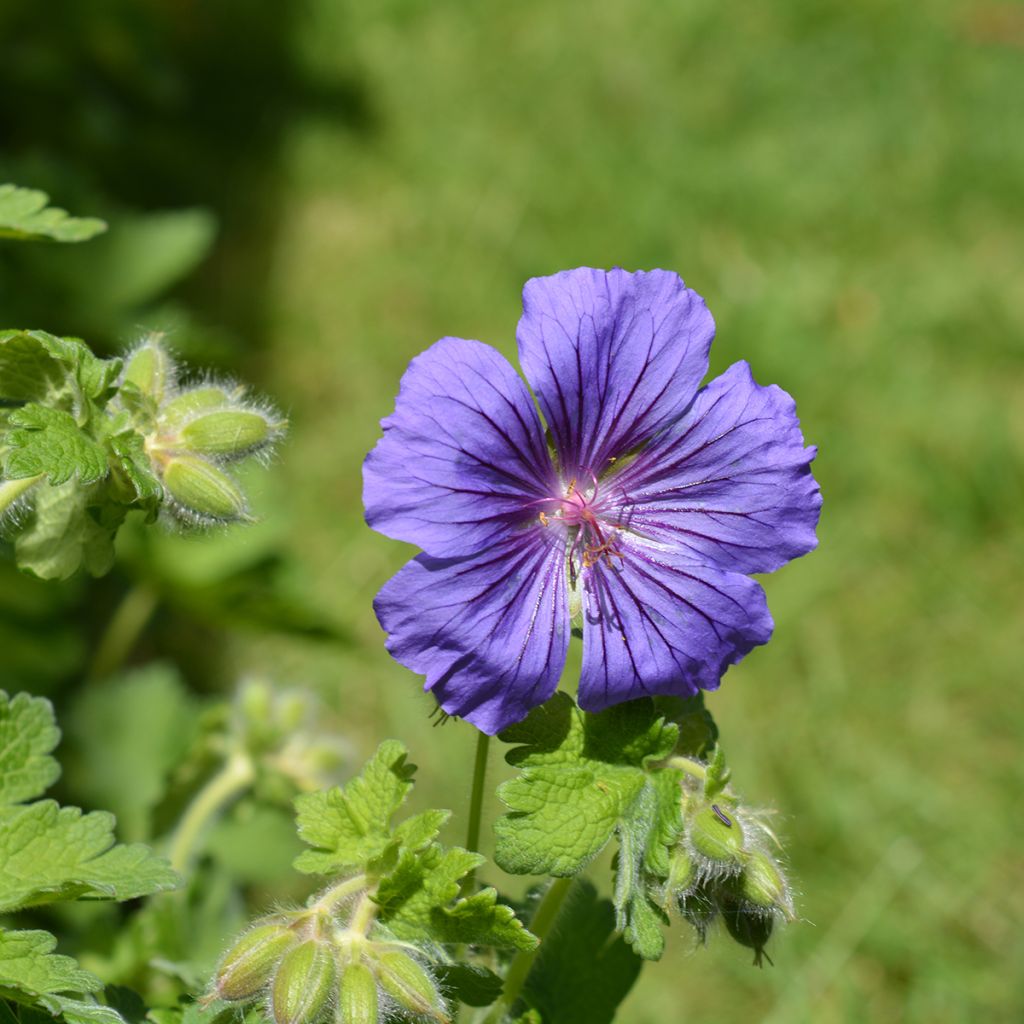 Geranium magnificum Rosemoor - Ooievaarsbek
