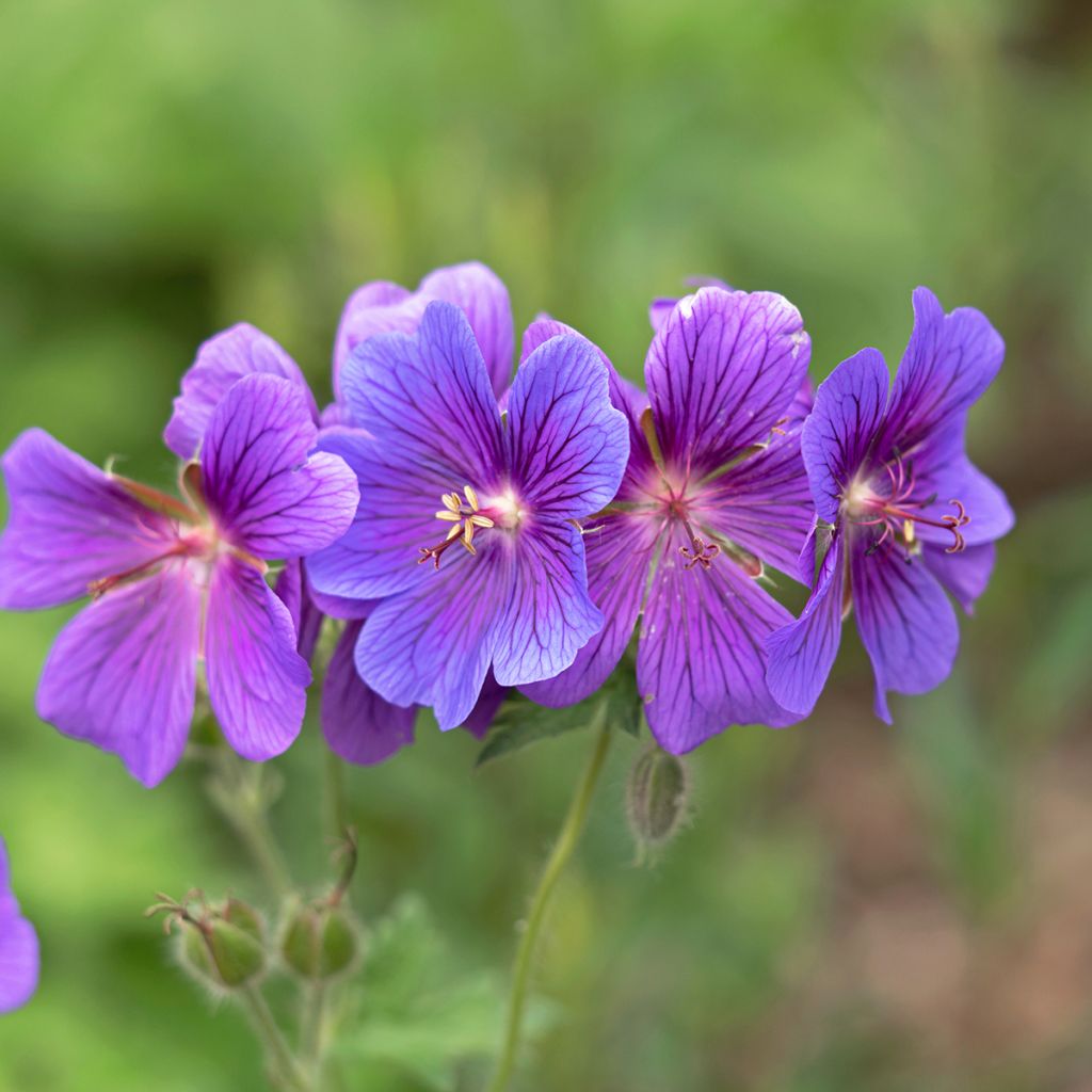 Geranium magnificum - Ooievaarsbek