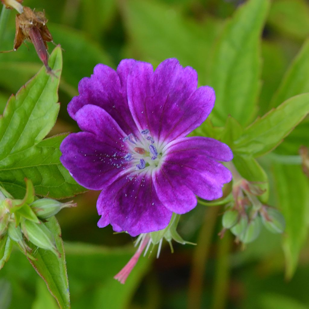 Geranium nodosum Tony's Talisman - Ooievaarsbek