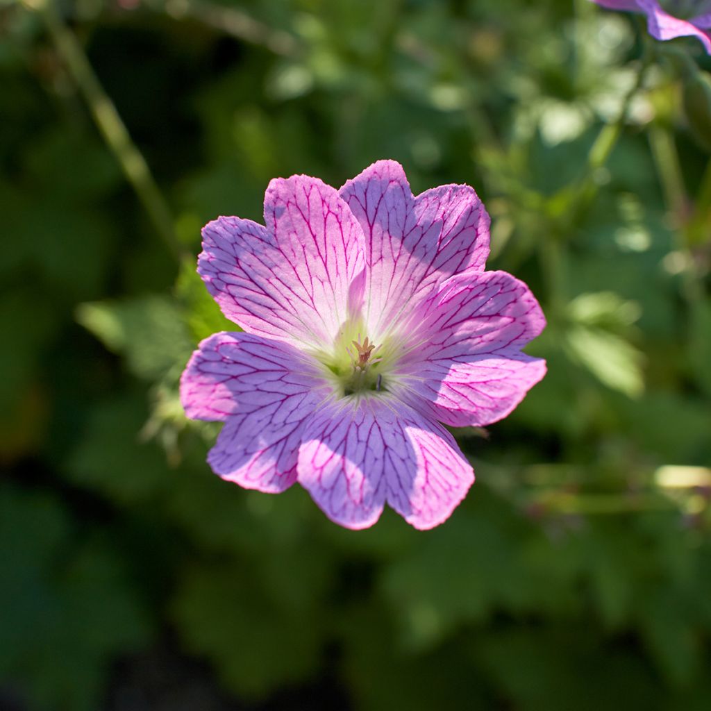 Geranium oxonianum Claridge Druce - Ooievaarsbek