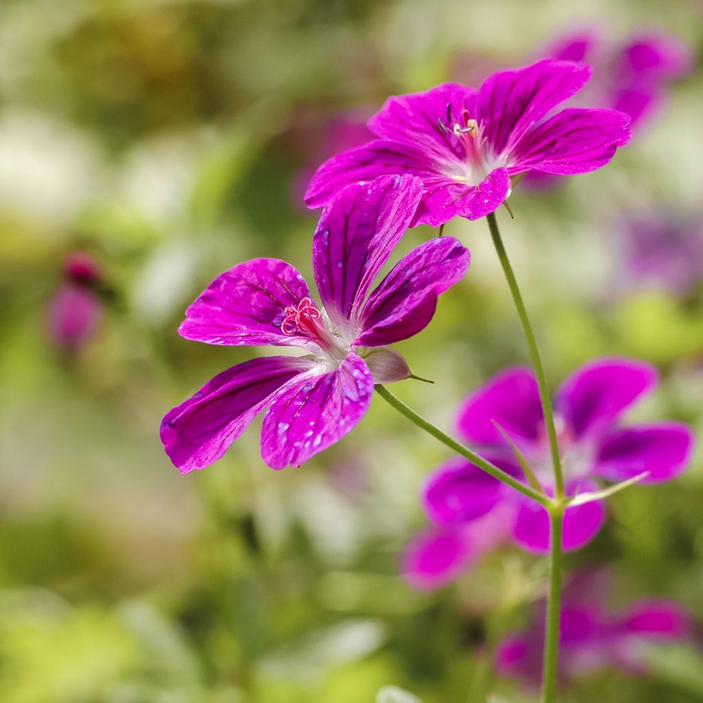 Geranium palustre - Moerasooievaarsbek