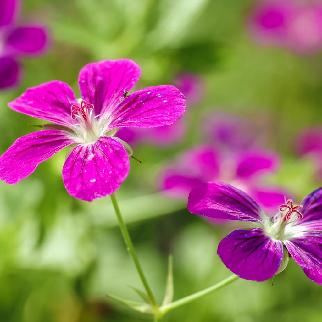 Geranium palustre - Moerasooievaarsbek