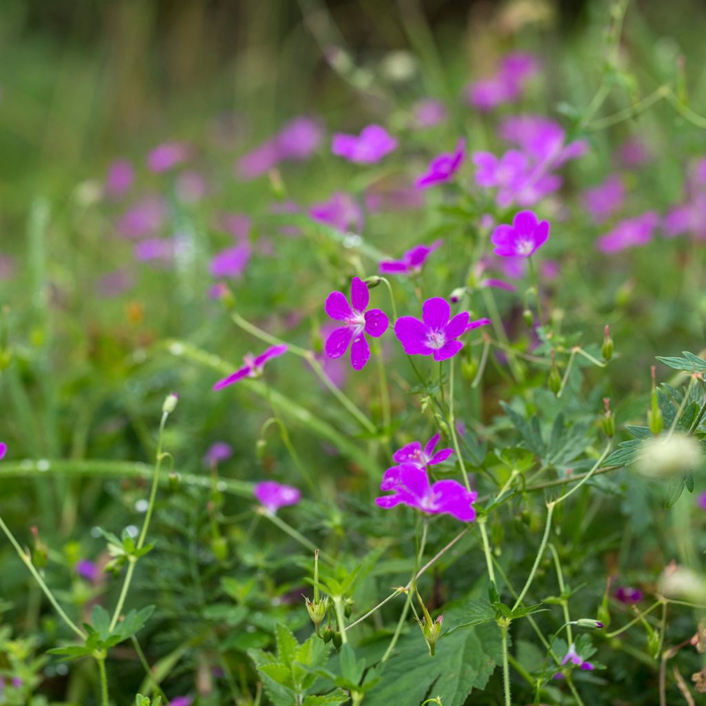 Geranium palustre - Moerasooievaarsbek