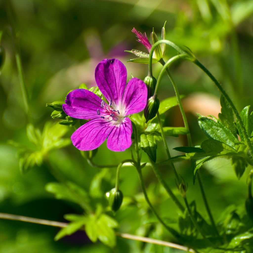 Geranium palustre - Moerasooievaarsbek