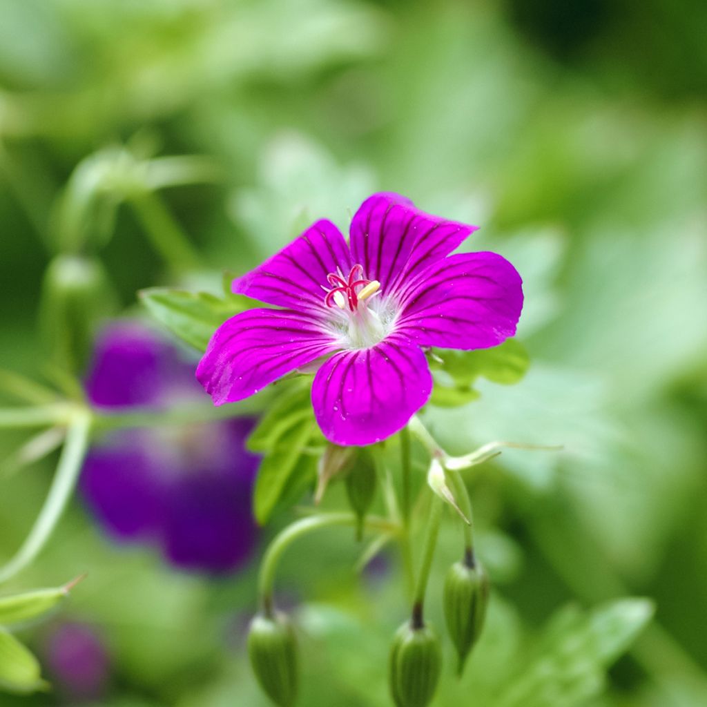 Geranium palustre - Moerasooievaarsbek