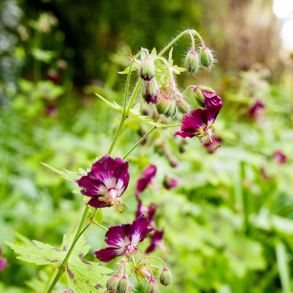 Geranium phaeum Mourning Widow - Donkere ooievaarsbek