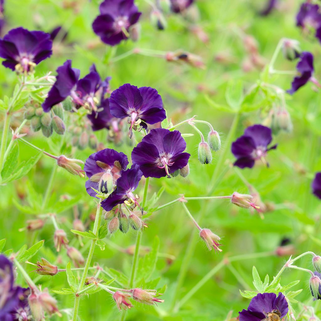Geranium phaeum Raven - Donkere ooievaarsbek