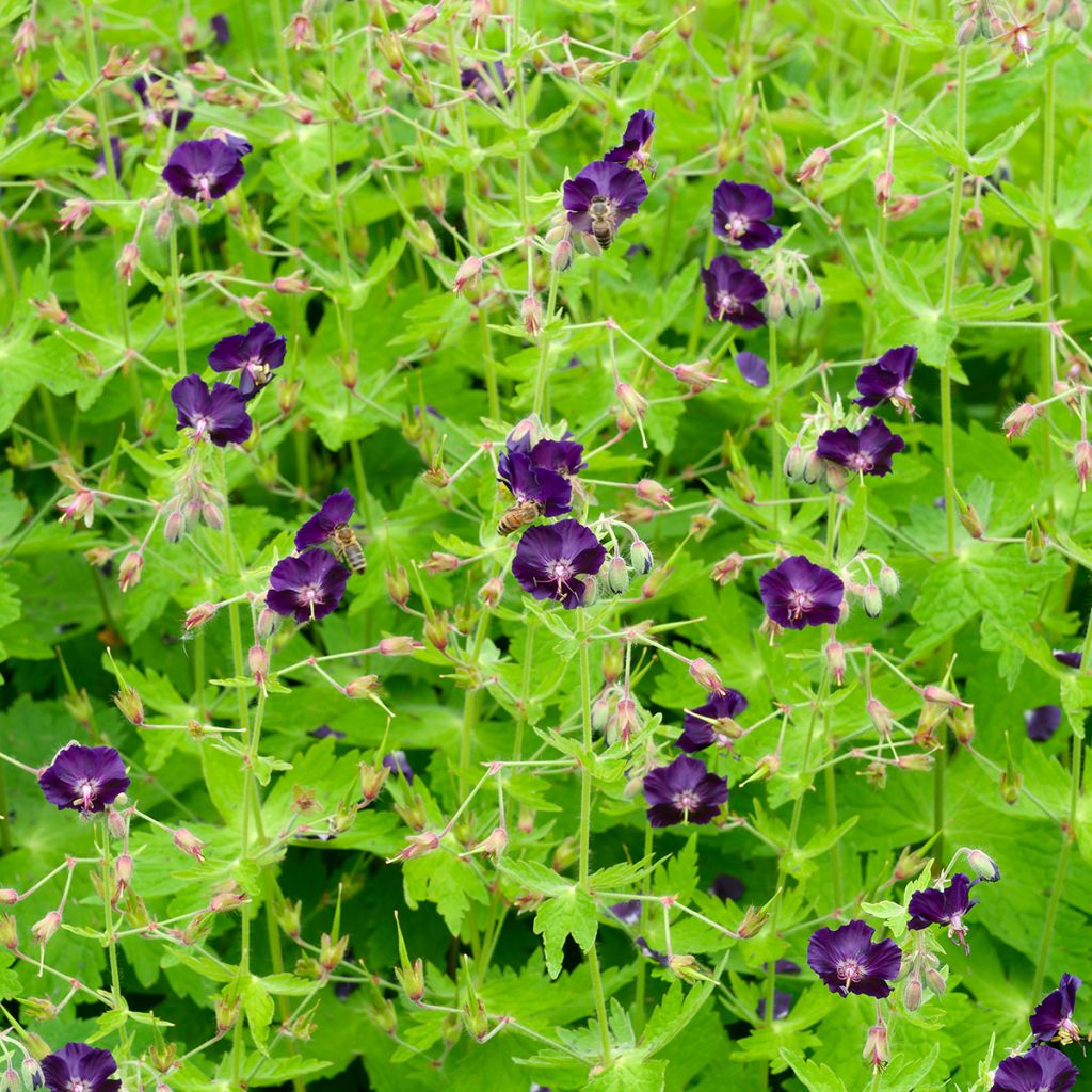 Geranium phaeum Raven - Donkere ooievaarsbek