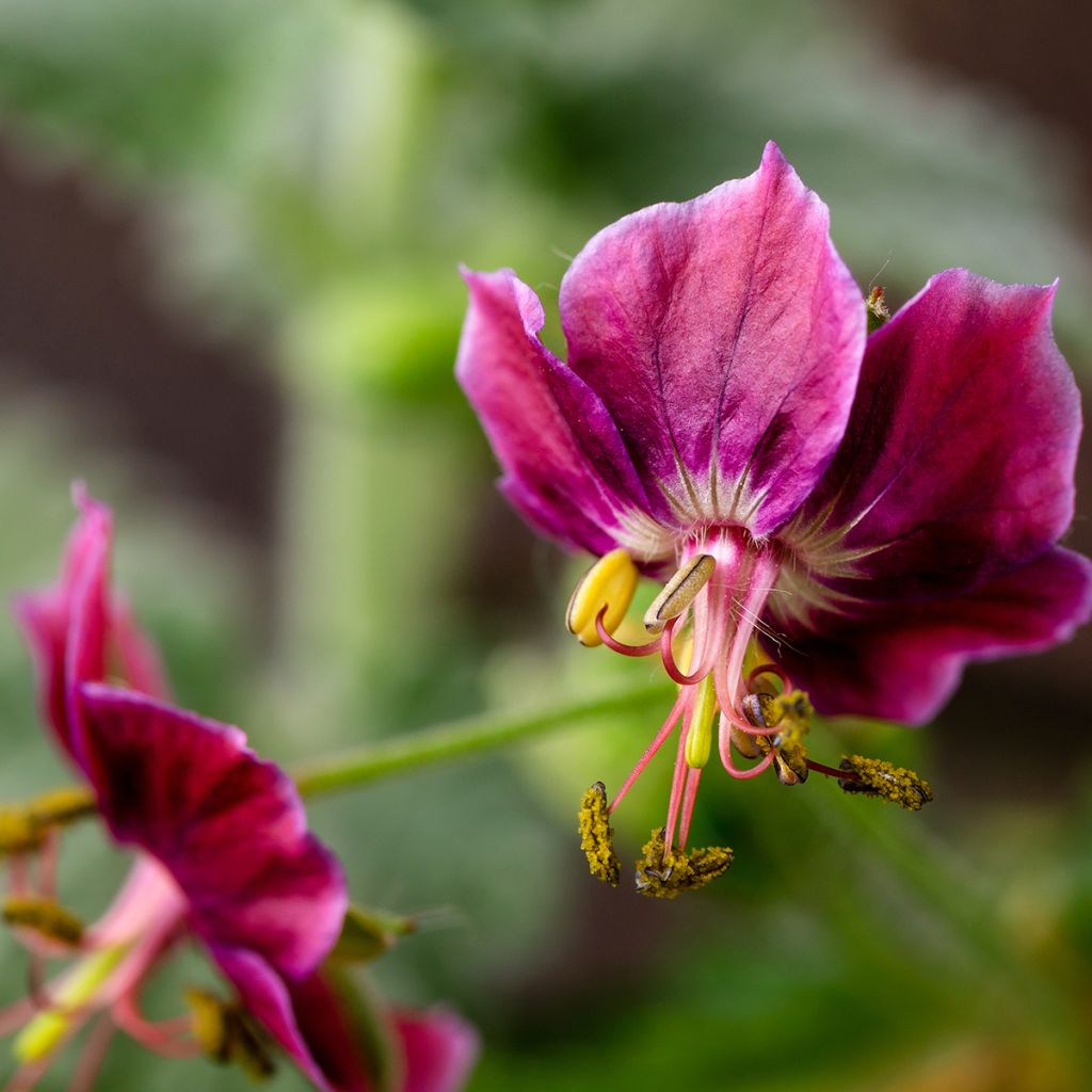 Geranium phaeum Samobor - Donkere ooievaarsbek