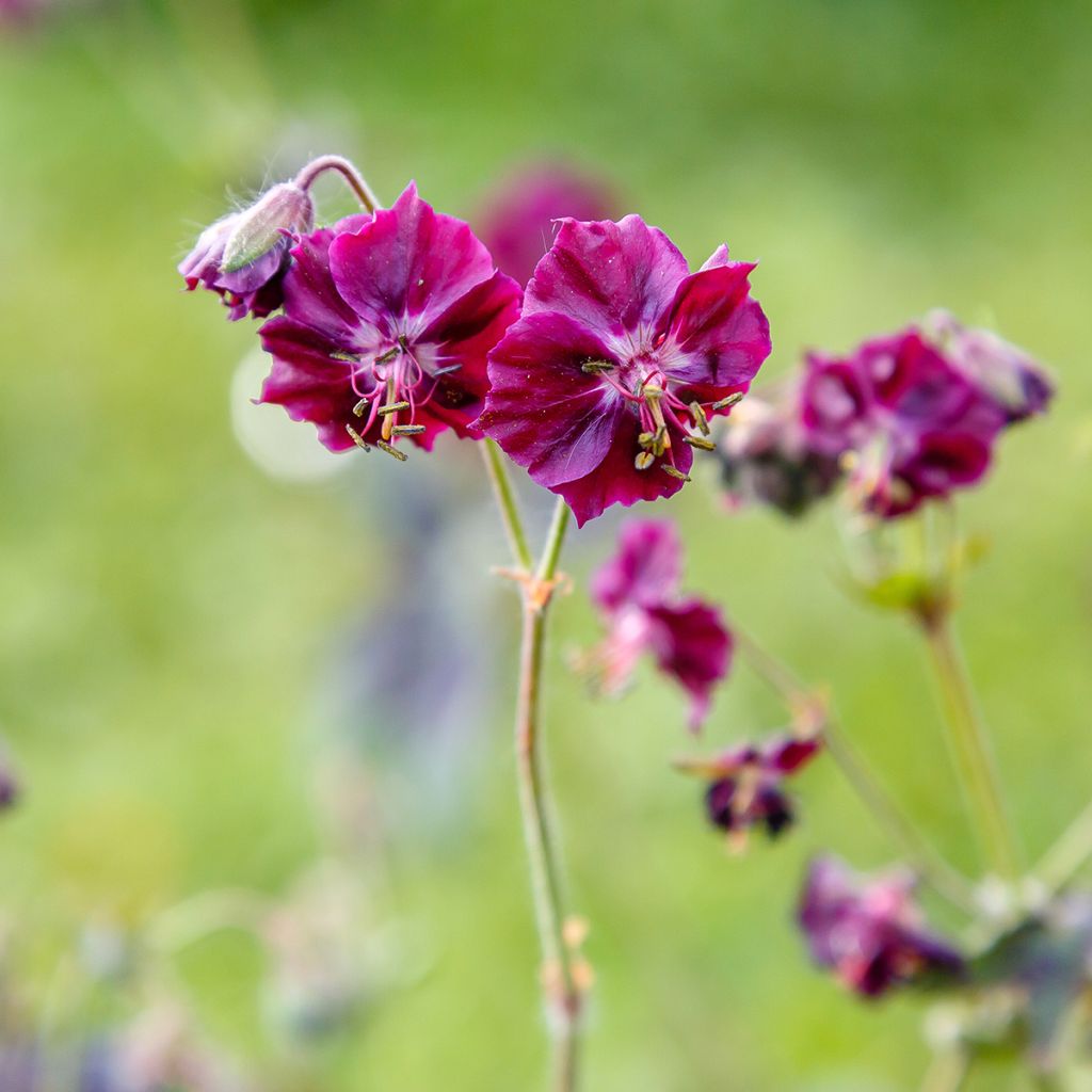 Geranium phaeum Samobor - Donkere ooievaarsbek