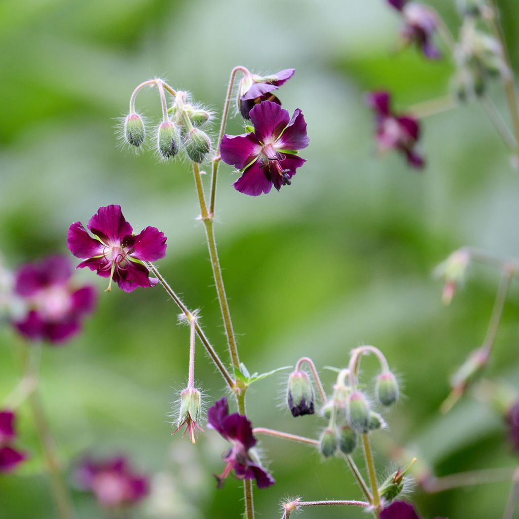 Geranium phaeum - Donkere ooievaarsbek