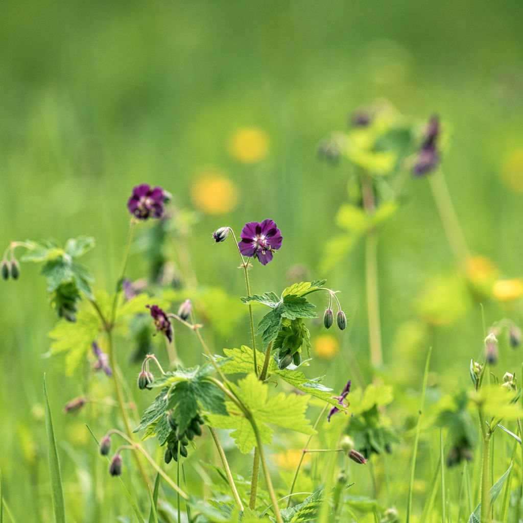 Geranium phaeum - Donkere ooievaarsbek