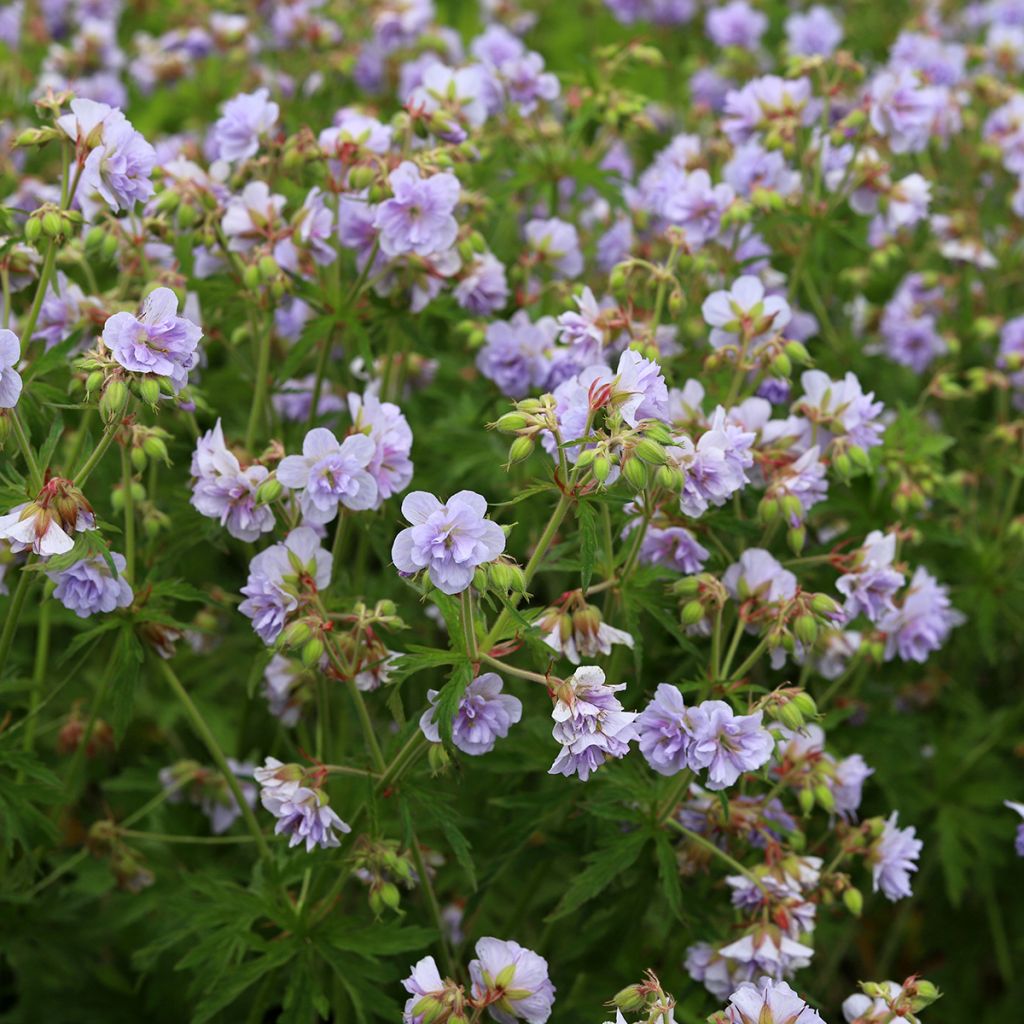 Geranium pratense Cloud Nine - Beemdooievaarsbek