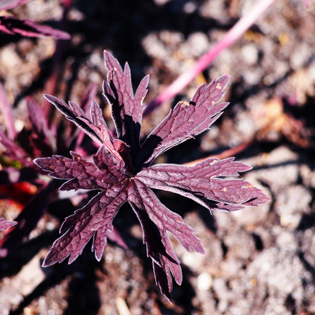 Geranium pratense Dark Reiter - Beemdooievaarsbek