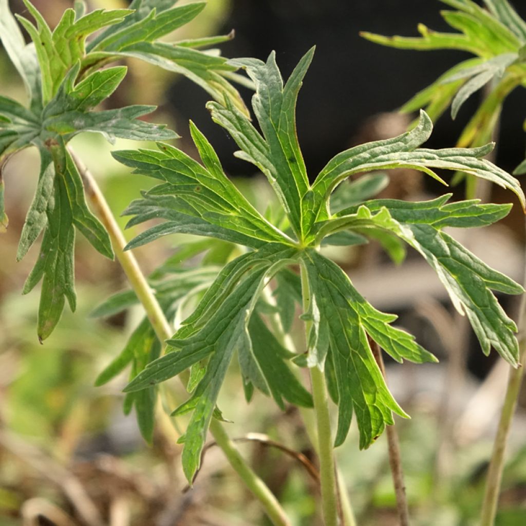 Geranium pratense Double Jewel - Beemdooievaarsbek dubbel