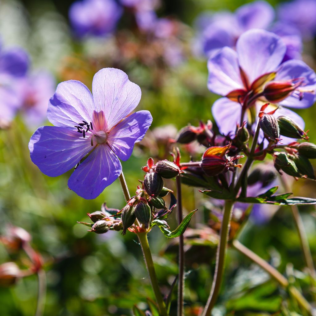 Geranium pratense Hocus Pocus - Beemdooievaarsbek