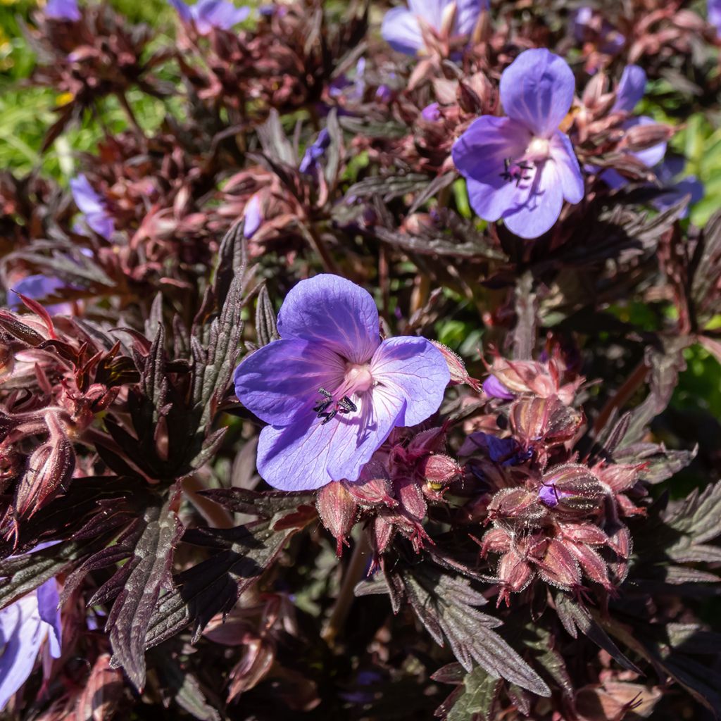 Geranium pratense Midnight Reiter - Beemdooievaarsbek