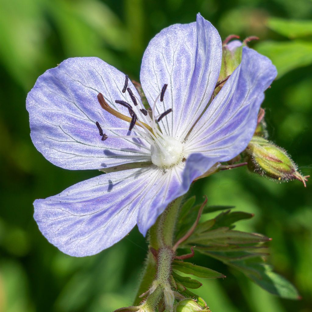 Geranium pratense Mrs Kendall Clark - Beemdooievaarsbek