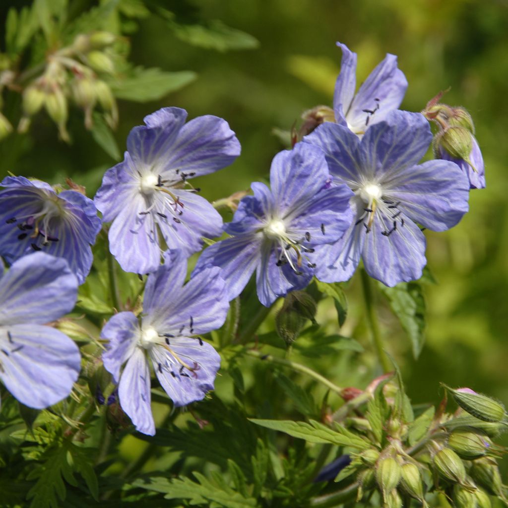 Geranium pratense Mrs Kendall Clark - Beemdooievaarsbek