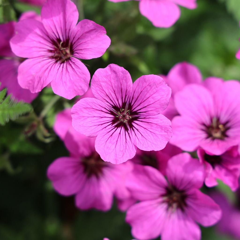 Geranium psilostemon - Armeense ooievaarsbek