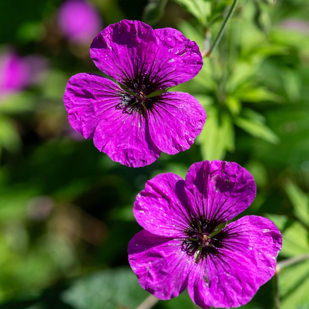 Geranium psilostemon - Armeense ooievaarsbek