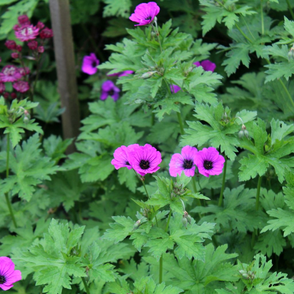 Geranium psilostemon - Armeense ooievaarsbek