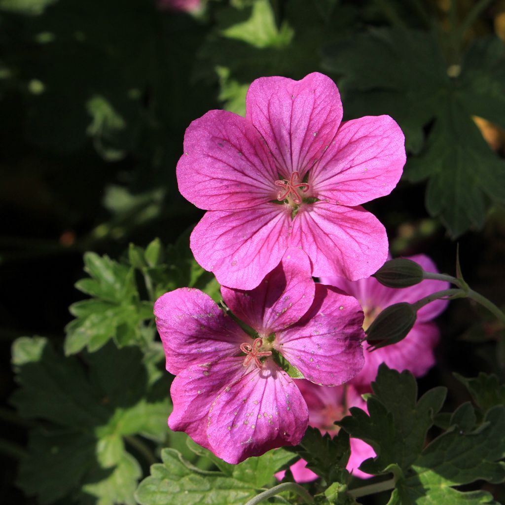 Geranium riversleaianum Russell Prichard - Ooievaarsbek