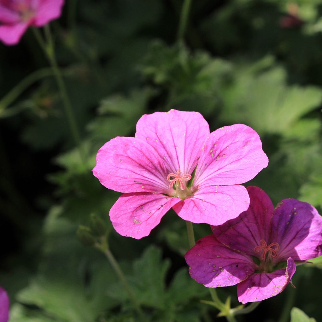 Geranium riversleaianum Russell Prichard - Ooievaarsbek